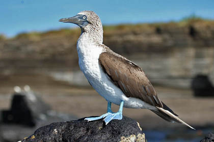 Blue-footed Booby Image @ Kiwifoto.com