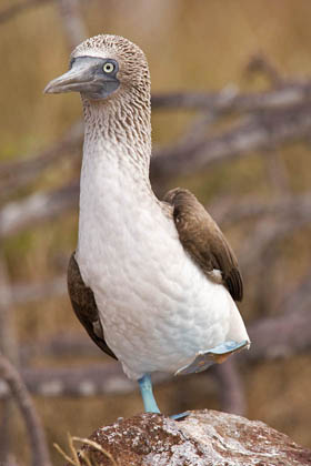 Blue-footed Booby Image @ Kiwifoto.com