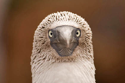 Blue-footed Booby Photo @ Kiwifoto.com