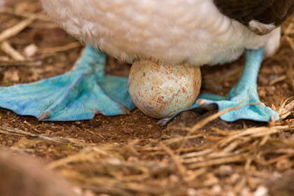 Blue-footed Booby Photo @ Kiwifoto.com