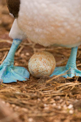 Blue-footed Booby Photo @ Kiwifoto.com