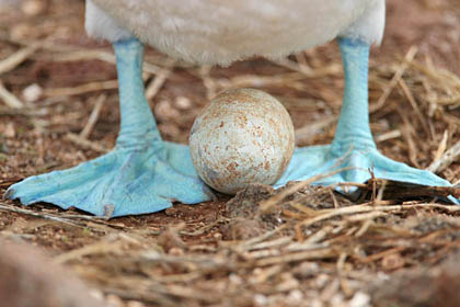 Blue-footed Booby Image @ Kiwifoto.com