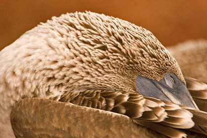 Blue-footed Booby Image @ Kiwifoto.com