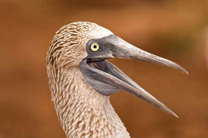 Blue-footed Booby Photo @ Kiwifoto.com