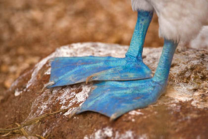 Blue-footed Booby Picture @ Kiwifoto.com