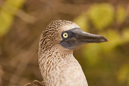 Blue-footed Booby Image @ Kiwifoto.com