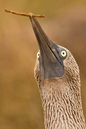 Blue-footed Booby Photo @ Kiwifoto.com