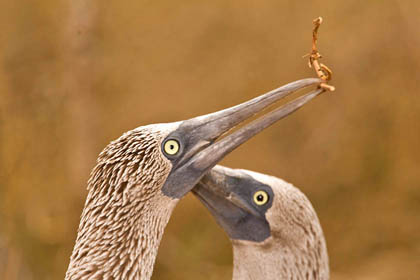 Blue-footed Booby Picture @ Kiwifoto.com