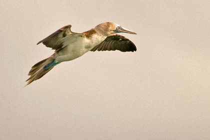 Blue-footed Booby Image @ Kiwifoto.com