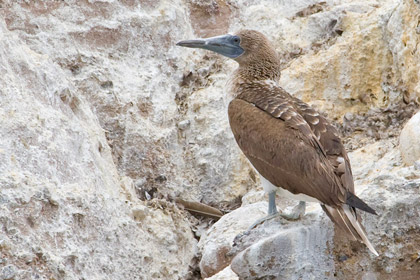 Blue-footed Booby