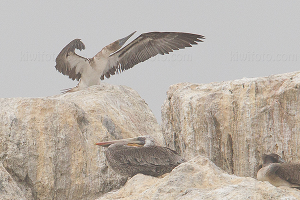 Blue-footed Booby Image @ Kiwifoto.com