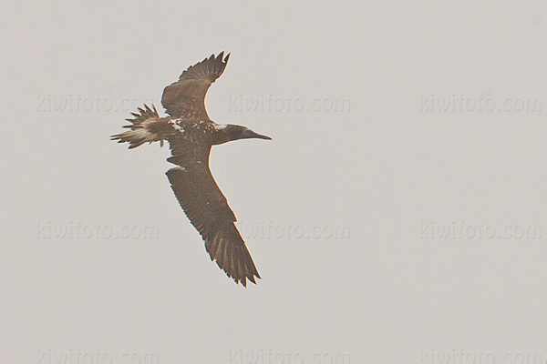 Blue-footed Booby Image @ Kiwifoto.com