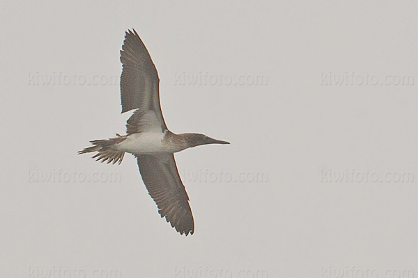 Blue-footed Booby Image @ Kiwifoto.com