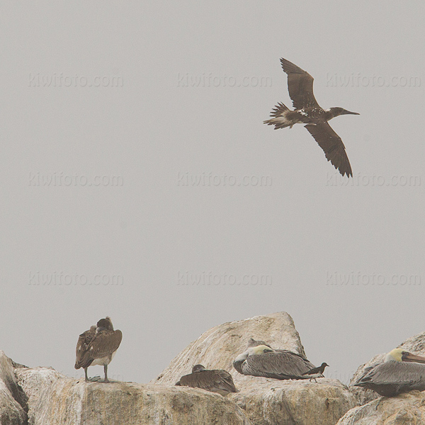 Blue-footed Booby Photo @ Kiwifoto.com