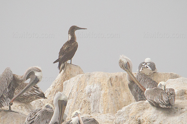 Blue-footed Booby Photo @ Kiwifoto.com
