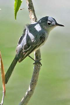 Blue-gray Gnatcatcher Image @ Kiwifoto.com