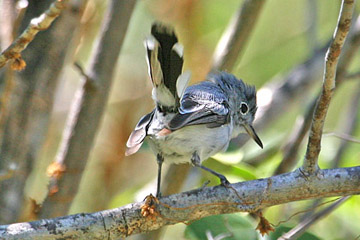 Blue-gray Gnatcatcher Photo @ Kiwifoto.com