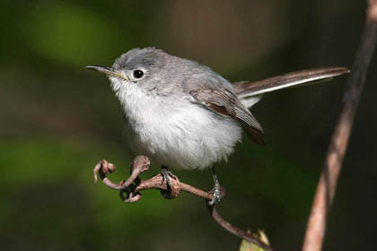 Blue-gray Gnatcatcher Photo @ Kiwifoto.com