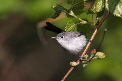 Blue-gray Gnatcatcher Photo @ Kiwifoto.com