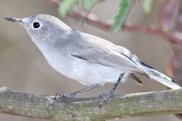Blue-gray Gnatcatcher Image @ Kiwifoto.com