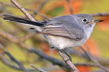 Blue-gray Gnatcatcher Picture @ Kiwifoto.com
