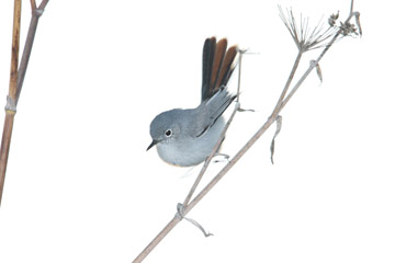 Blue-gray Gnatcatcher Image @ Kiwifoto.com