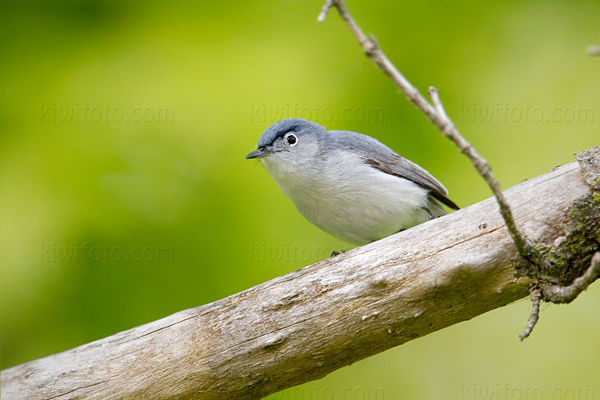 Blue-gray Gnatcatcher Photo @ Kiwifoto.com