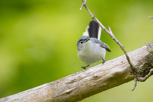 Blue-gray Gnatcatcher Image @ Kiwifoto.com