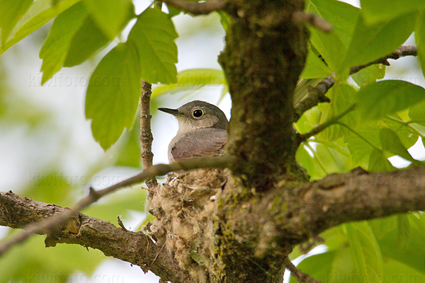 Blue-gray Gnatcatcher Image @ Kiwifoto.com