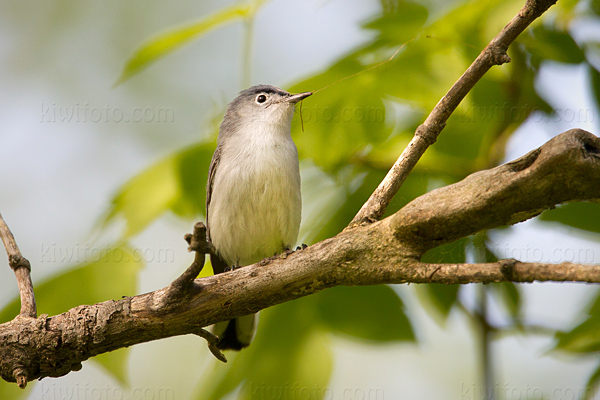 Blue-gray Gnatcatcher Photo @ Kiwifoto.com