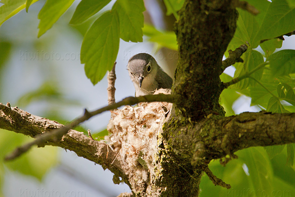 Blue-gray Gnatcatcher Picture @ Kiwifoto.com