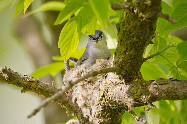 Blue-gray Gnatcatcher Image @ Kiwifoto.com