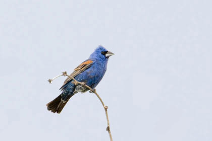 Blue Grosbeak Photo @ Kiwifoto.com