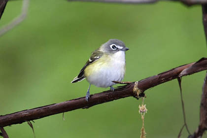 Blue-headed Vireo Picture @ Kiwifoto.com