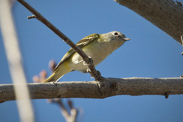 Blue-headed Vireo Image @ Kiwifoto.com