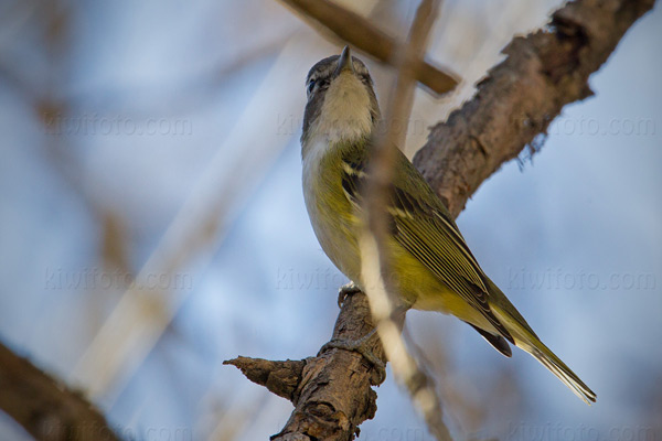Blue-headed Vireo Image @ Kiwifoto.com