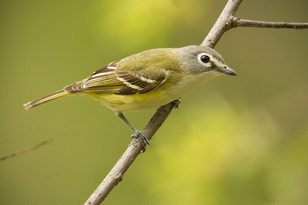 Blue-headed Vireo