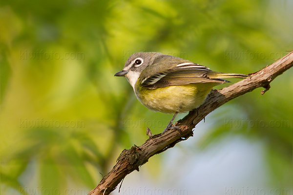 Blue-headed Vireo Image @ Kiwifoto.com