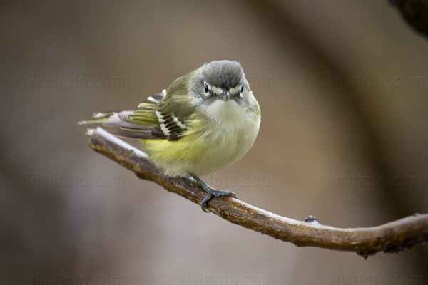 Blue-headed Vireo Picture @ Kiwifoto.com