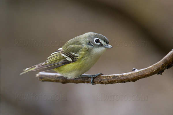 Blue-headed Vireo, Crane Creek, Ohio