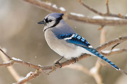 Blue Jay Image @ Kiwifoto.com