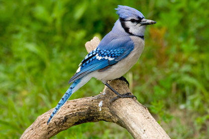 Blue Jay