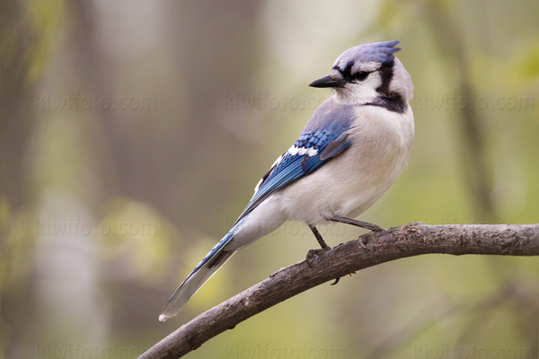 Blue Jay Photo @ Kiwifoto.com