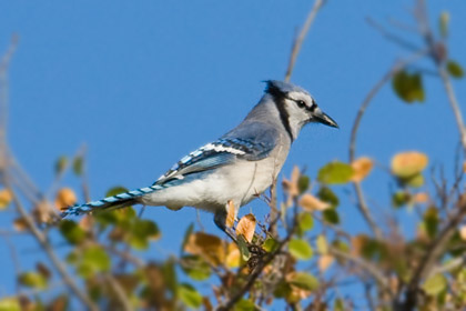 Blue Jay Image @ Kiwifoto.com