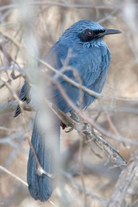 Blue Mockingbird