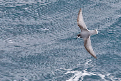 Blue Petrel Image @ Kiwifoto.com