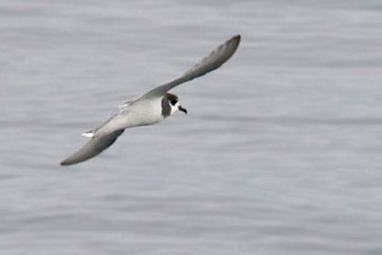 Blue Petrel Image @ Kiwifoto.com