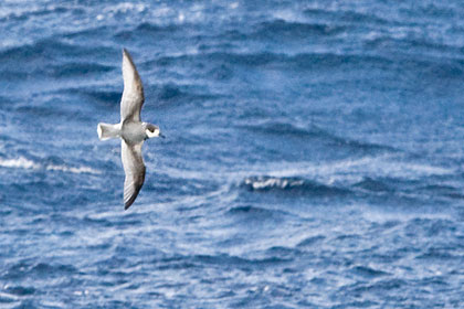 Blue Petrel Image @ Kiwifoto.com