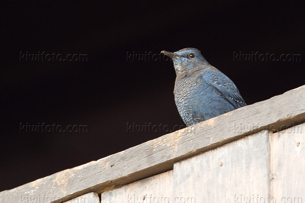 Blue Rock-Thrush Picture @ Kiwifoto.com