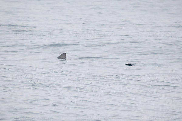 Blue Shark Photo @ Kiwifoto.com
